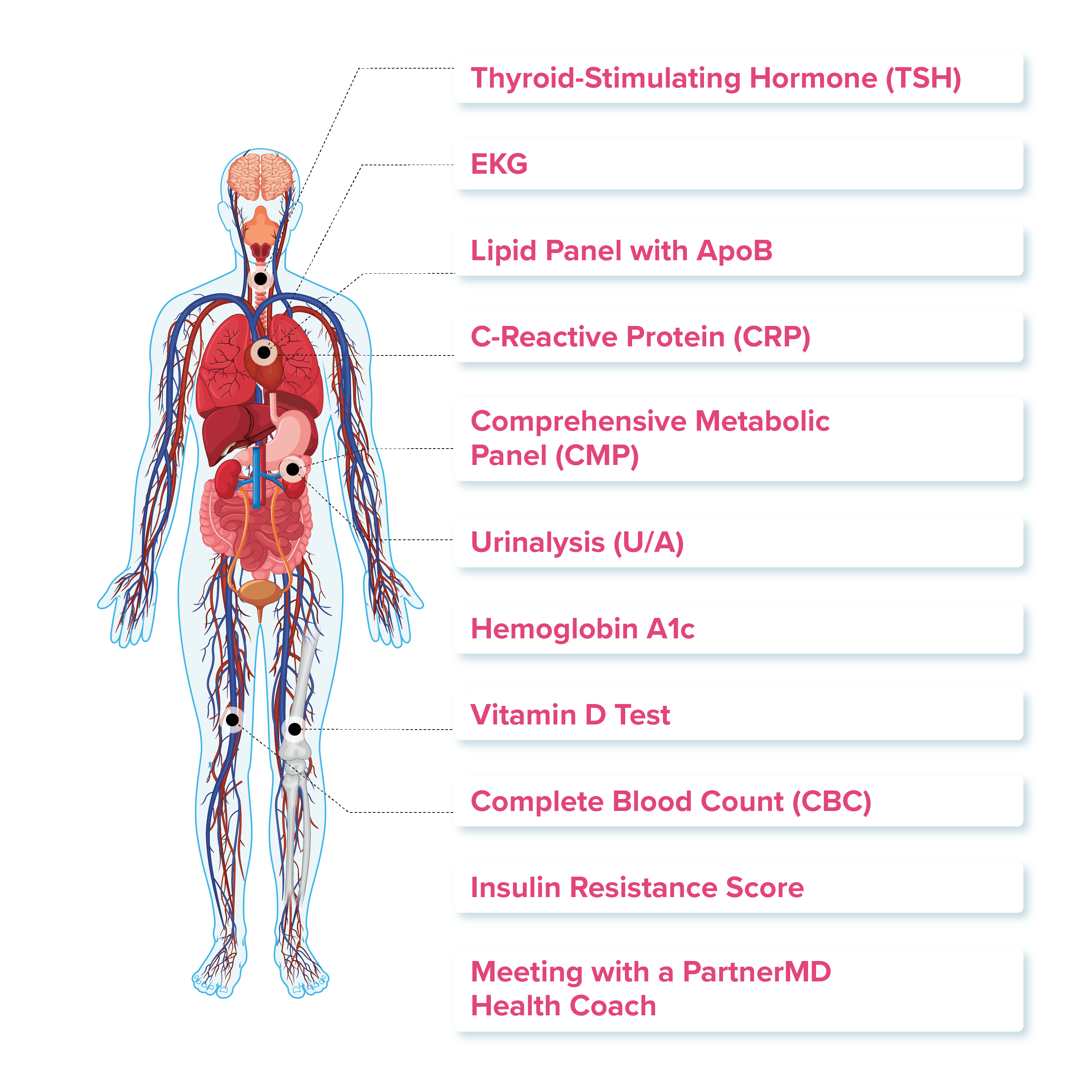Image of a human body with a list of tests and screenings provided during PartnerMD's physicals